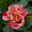 Französische Rose 'Edgar Degas'®, Topf 5 Liter