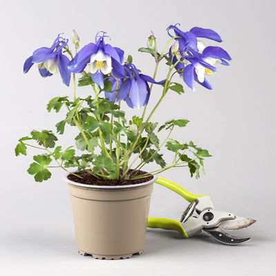 Langspornige Akelei 'Spring Magic®', Farbe zufällig, Topf-Ø 13 cm, 6er-Set Langspornige Akelei 'Spring Magic®', Farbe zufällig, Topf-Ø 13 cm, 6er-Set