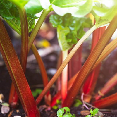 Kölle Bio Rhabarber 'Red Champagne', rosa Fruchtfleisch, Topf 3 l Kölle Bio Rhabarber 'Red Champagne', rosa Fruchtfleisch, Topf 3 l