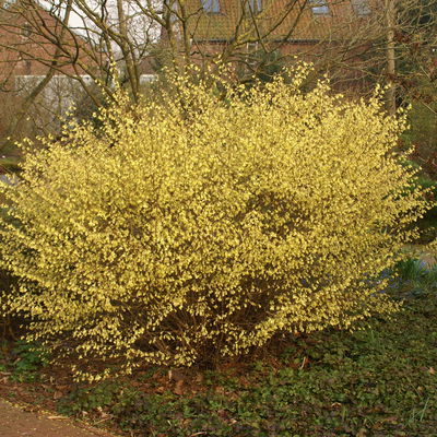 Niedrige Scheinhasel, 5er-Set, Höhe 25-30 cm, Topf 3 Liter