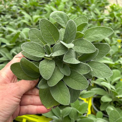 Bio Salbei großblättrig, Topf-Ø 12cm