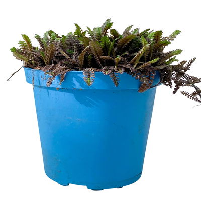 Bio Fiederpolster 'Inkognito', schwarzgrün, Topf-Ø 12 cm, 3 Pflanzen