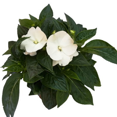 Edellieschen, weiß, Topf-Ø 13 cm, 6 Pflanzen