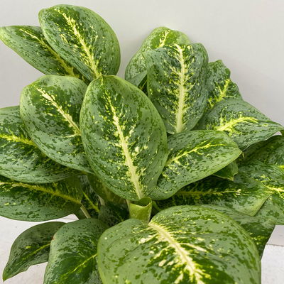 Aglaonema 'Lemon Mint', Topf-Ø 19 cm, Höhe ca. 45 cm Aglaonema 'Lemon Mint', Topf-Ø 19 cm, Höhe ca. 45 cm