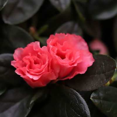 Azalee lachs gefüllt im Keramiktopf Dallas anthrazit, Topf-Ø 12 cm, 3er-Set