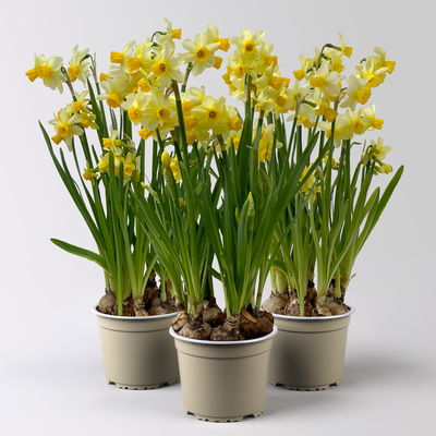 Narzisse 'Eaton Song' gelb, vorgetrieben, Topf-Ø 15 cm, 3 Pflanzen