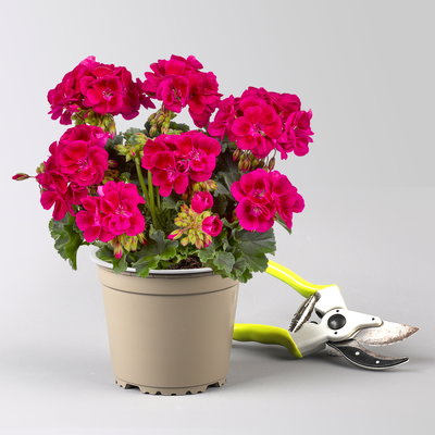Geranie, dunkelpink, stehend, Topf-Ø 13 cm, 6 Pflanzen Geranie, dunkelpink, stehend, Topf-Ø 13 cm, 6 Pflanzen