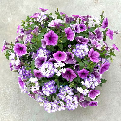 Eisenkraut/Petunien Duo, Mix zufällig, Topf-Ø 14 cm, 4er-Set