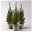 Zuckerhutfichte, Picea glauca 'Perfecta'®, 3er Set, Topf 13 cm Ø