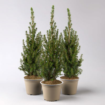Zuckerhutfichte 'Perfecta'®, Topf-Ø 13 cm, 3 Pflanzen Zuckerhutfichte 'Perfecta'®, Topf-Ø 13 cm, 3 Pflanzen