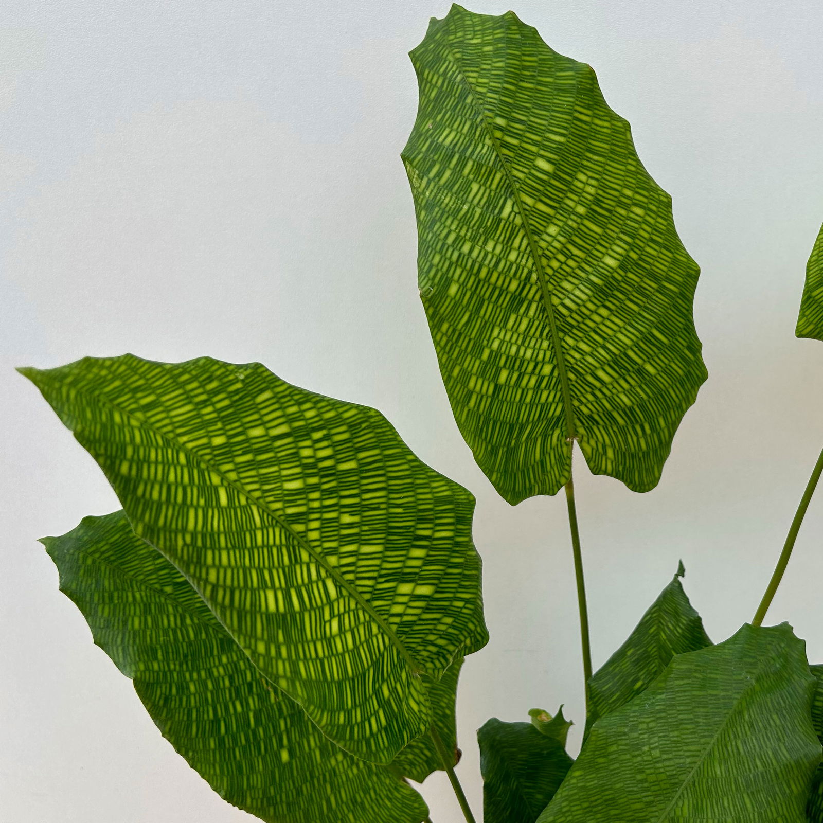 Calathea musaica 'Network', Topf-Ø 14 cm, Höhe ca. 40 cm