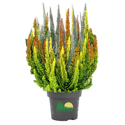 Besenheide 'SKYLINE® Trio' Mix zufällig, Topf-Ø 13 cm, 3 Pflanzen Besenheide 'SKYLINE® Trio' Mix zufällig, Topf-Ø 13 cm, 3 Pflanzen