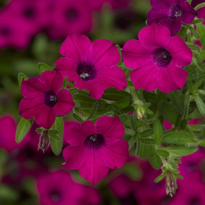 Petunie, magenta, hängend, Ampeltopf-Ø 25/27 cm