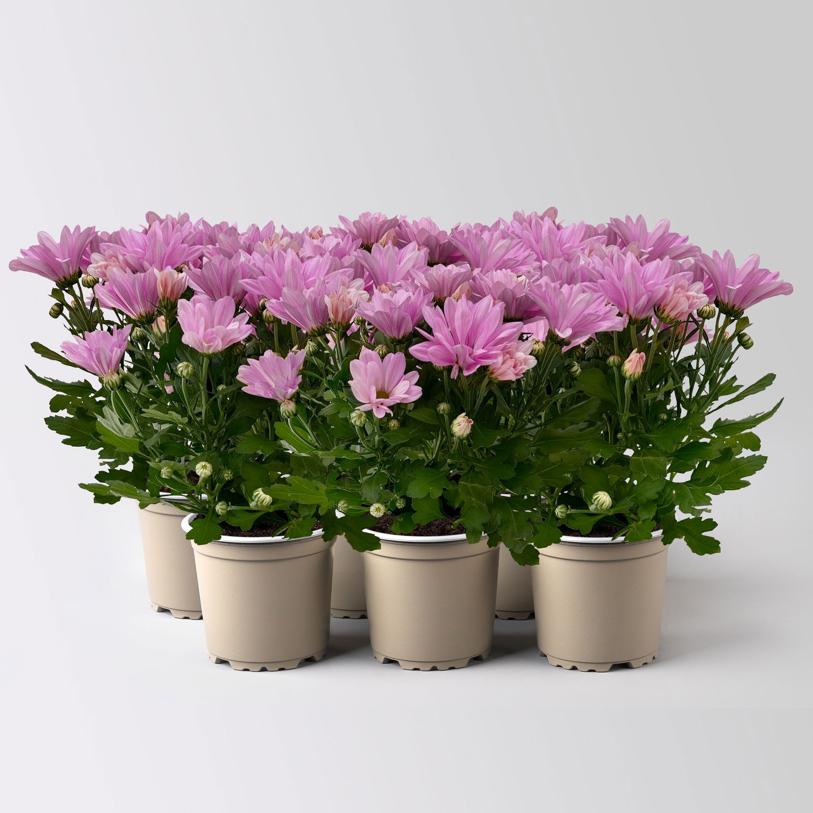 Chrysanthemen rosa, Topf-Ø 12 cm, 6 Stück