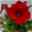 Petunie 'Cascadias™ Chili Red' rot, hängend, Topf-Ø 13 cm, 6er-Set