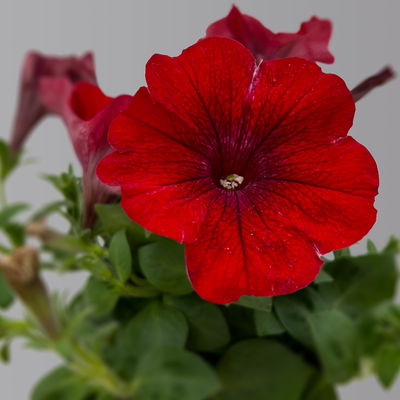 Petunie 'Cascadias™ Chili Red' rot, hängend, Topf-Ø 13 cm, 6 Pflanzen