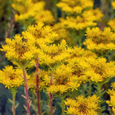 Tripmadam, gelb, Topf-Ø 13 cm, 6er-Set