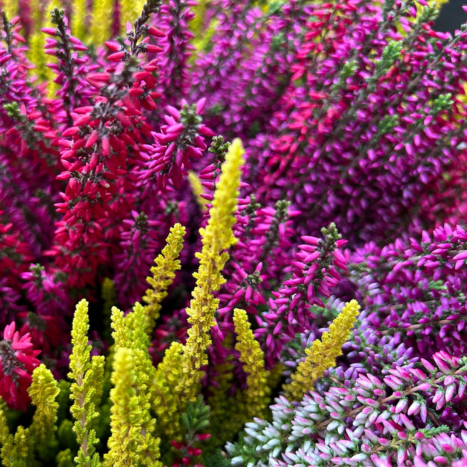 Calluna 'Beauty Ladies® Trio Milca', lila-rot-gelb, Topf-Ø 13 cm, 6 Pflanzen