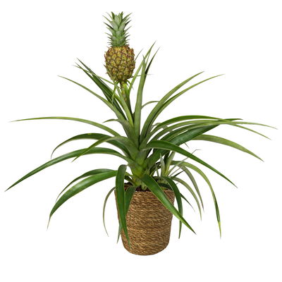 Zier-Ananas 'Amigo', Topf-Ø 12cm, mit Korb Maki, Höhe ca. 45 cm Zier-Ananas 'Amigo', Topf-Ø 12cm, mit Korb Maki, Höhe ca. 45 cm