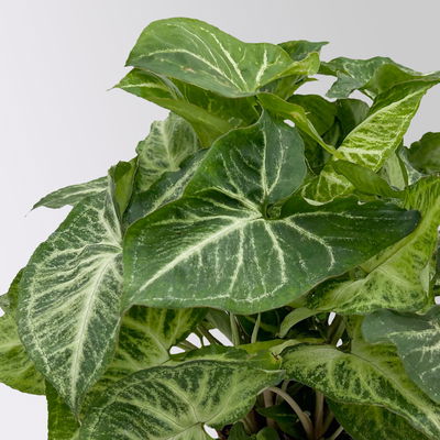 Syngonium 'Arrow', Topf-Ø 12cm, Höhe ca. 25 cm, 3 Stück Syngonium 'Arrow', Topf-Ø 12cm, Höhe ca. 25 cm, 3 Stück