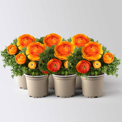 Ranunkel, orange, Topf-Ø 10,5 cm, 6 Pflanzen Ranunkel, orange, Topf-Ø 10,5 cm, 6 Pflanzen