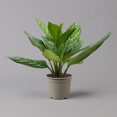 Aglaonema 'Stripes', Topf-Ø 17 cm, Höhe ca. 50 cm Aglaonema 'Stripes', Topf-Ø 17 cm, Höhe ca. 50 cm