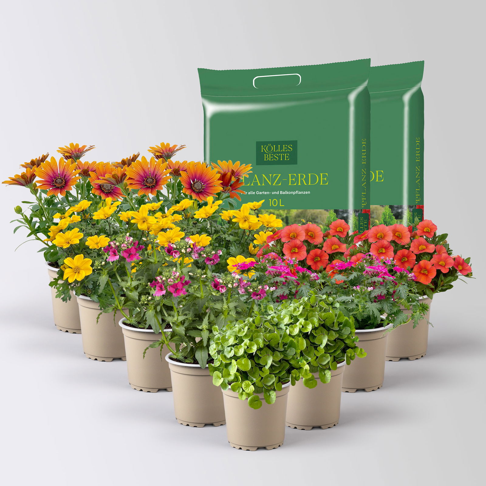 Pflanzenkreation 'Tequila Sunrise', 12 Pflanzen inkl. Erde