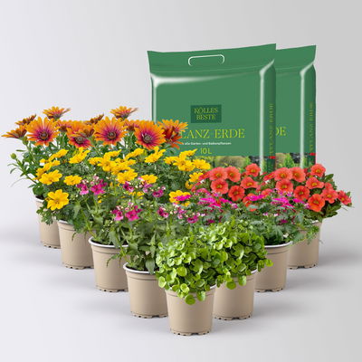 Pflanzenkreation 'Tequila Sunrise', 12 Pflanzen inkl. Erde