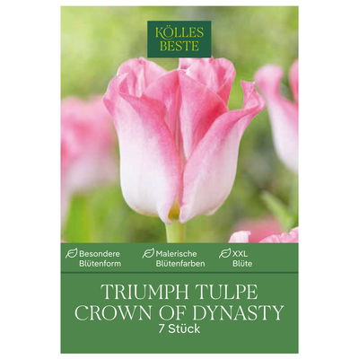 Triumph-Tulpen 'Crown of Dynasty', Rosa, 7 Blumenzwiebeln, Größe 11/12