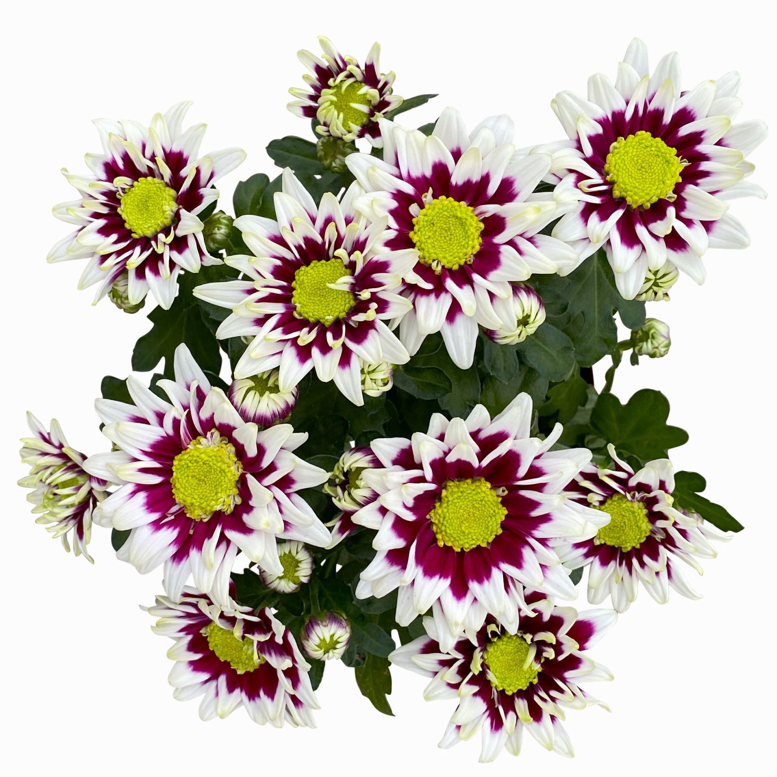 Chrysanthemen 'Splash Rocker' dunkelrot-weiß, Topf-Ø 12 cm, 6er-Set