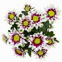 Chrysanthemen 'Splash Rocker' dunkelrot-weiß, Topf-Ø 12 cm, 6er-Set