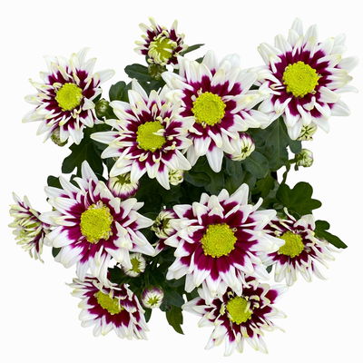 Chrysanthemen 'Splash Rocker' dunkelrot-weiß, Topf-Ø 12 cm, 6er-Set Chrysanthemen 'Splash Rocker' dunkelrot-weiß, Topf-Ø 12 cm, 6er-Set