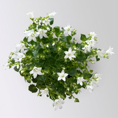 Glockenblume 'Ambella® White', weiß, Topf-Ø 10,5 cm, 3 Pflanzen