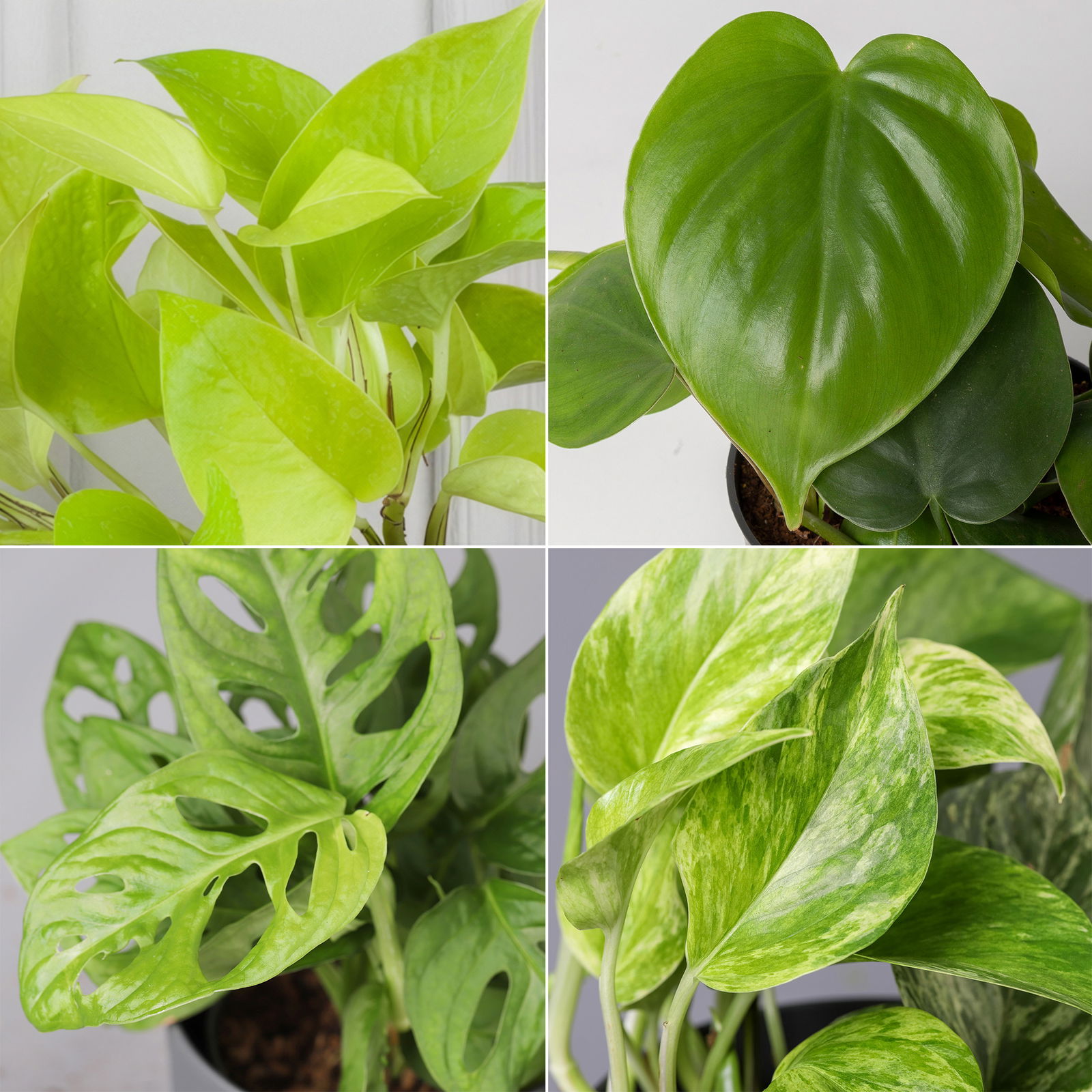 Grünpflanzenkreation 'Hängendes Grün', Topf-Ø 12cm + Übertopf Dallas, 4 Pflanzen