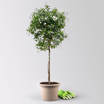 Sommerjasmin weiß, Stämmchen, Topf 23 cm Ø, Höhe ca. 90 cm