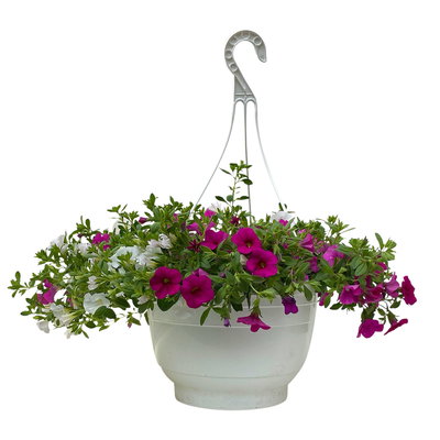 Zauberglöckchen 'Pink Paradise', rosa-pink-weiß, Ampeltopf-Ø 27 cm