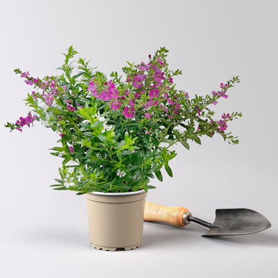 Japanische Scheinmyrte 'Duo', weiß-rosa, Topf-Ø 11 cm, 6 Pflanzen