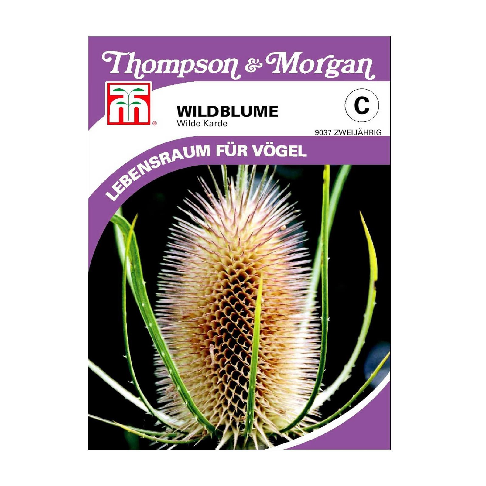 Wildblume Wilde Karde, ideal in Waldrabatten und an schattigen Plätzen