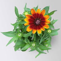 Sonnenhut, rot-braun, Topf-Ø 21 cm