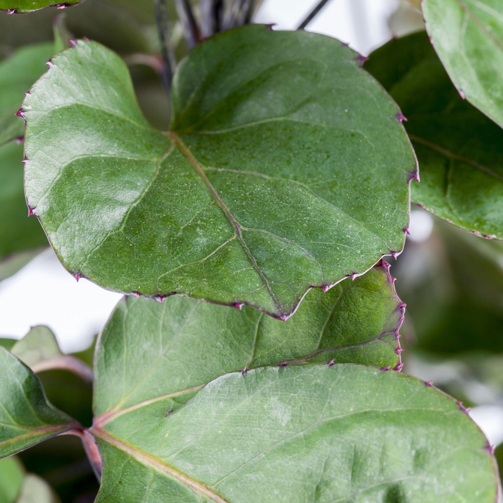 Polyscias 'Fabian', Topf-Ø 12 cm, Höhe ca. 50 cm, 2 Pflanzen