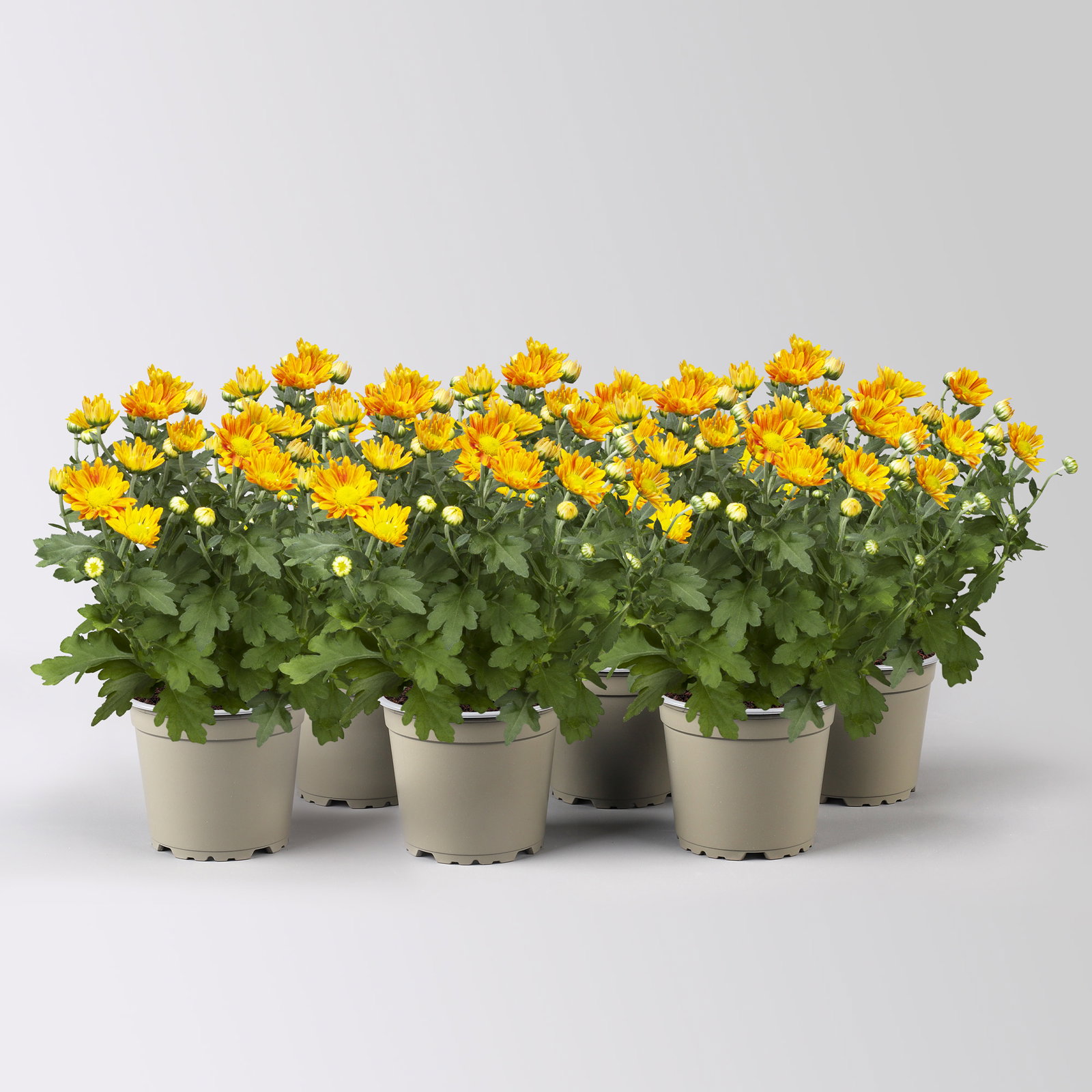 Chrysanthemen, orange-gelb, Topf-Ø 12 cm, 6 Pflanzen