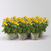 Chrysanthemen, orange-gelb, Topf-Ø 12 cm, 6 Pflanzen Chrysanthemen, orange-gelb, Topf-Ø 12 cm, 6 Pflanzen