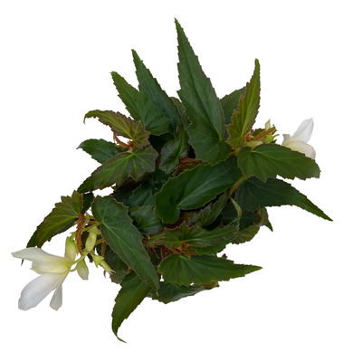 Begonie 'SUMMERWINGS™ White' weiß, Topf-Ø 13 cm, 6er-Set