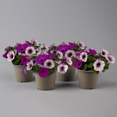 Petunien 'Duo' lila & flieder -lila geadert, hängend, Topf-Ø 14 cm, 4 Pflanzen