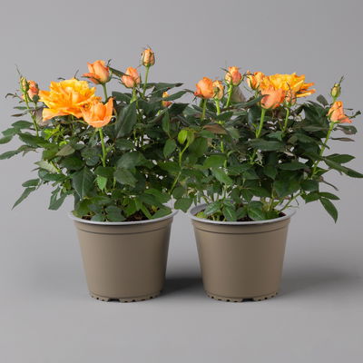 Rose, orange, Topf-Ø 14 cm, 2 Pflanzen