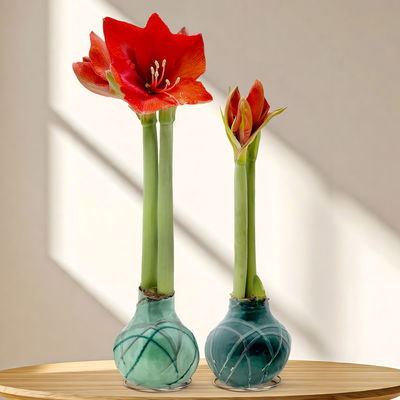 Amaryllis in Wachs, Dekor 'Forest', Farbe zufällig, Blüte rot, 2 Pflanzen Amaryllis in Wachs, Dekor 'Forest', Farbe zufällig, Blüte rot, 2 Pflanzen