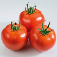 Bio Tomate Rot-Rund 'Previa', Topf-Ø 12 cm, 3 Pflanzen