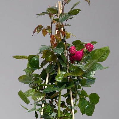 Beetrose 'Kompass'®, rot, Topf 5 Liter, 4 Pflanzen Beetrose 'Kompass'®, rot, Topf 5 Liter, 4 Pflanzen