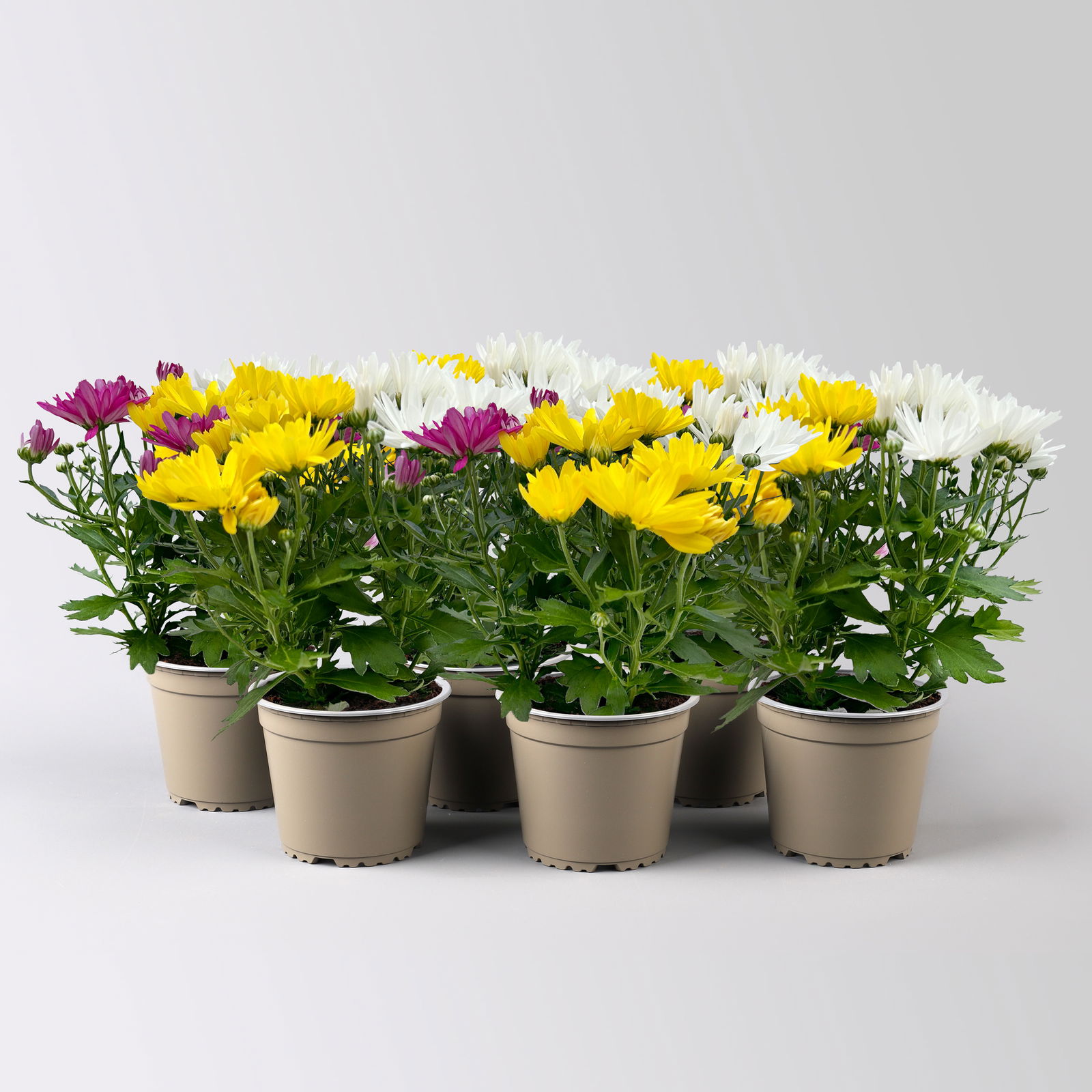 Chrysanthemen Trio 'Carneval' weiß-gelb-purple, Topf-Ø 12 cm, 6er-Set