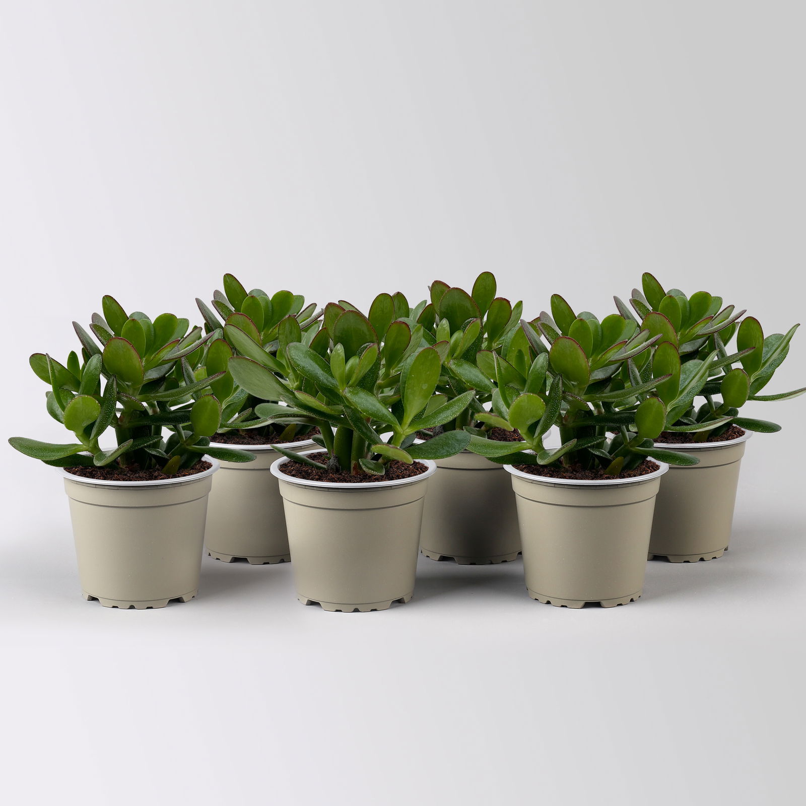 Geldbaum 'Magical Tree', Topf-Ø 12 cm, Höhe ca. 20 cm, 6 Pflanzen Geldbaum 'Magical Tree', Topf-Ø 12 cm, Höhe ca. 20 cm, 6 Pflanzen